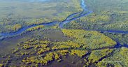 Pantanal