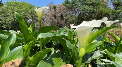 produção integrada de peixes e plantas ornamentais