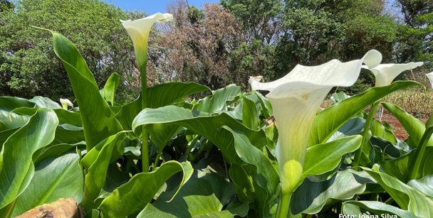 produção integrada de peixes e plantas ornamentais