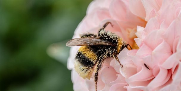 Polinização aumenta produção agrícola, mas depende de áreas de vegetação natural