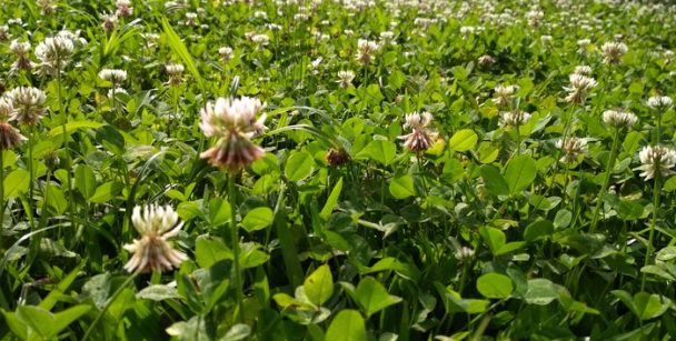 Jornal da Unesp_urbanização