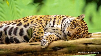 pantanal