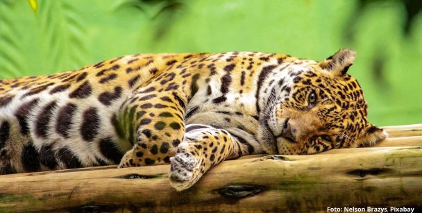 pantanal